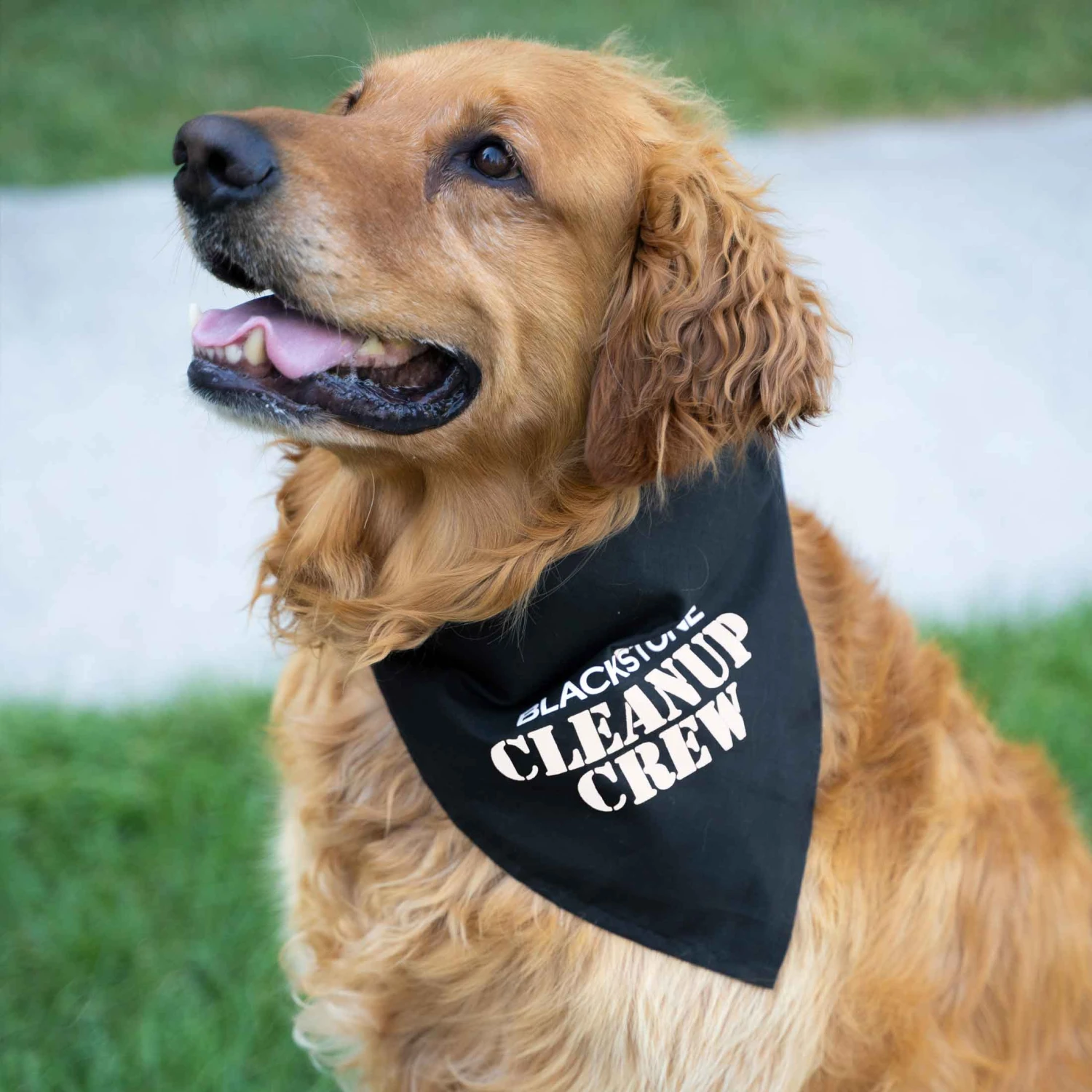 Pet Bandana - Blackstone Cleanup Crew - Image 2